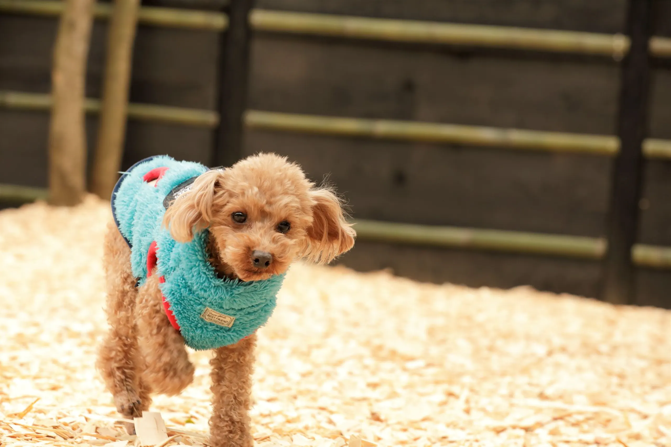 愛犬との伊豆旅行で、おすすめの観光スポットをまとめてみました！