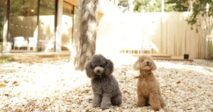 愛犬と泊まれるレジーナリゾート旧軽井沢