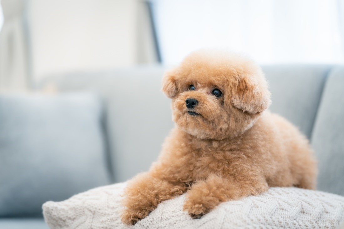 愛犬との旅行前に必見！　基本ルール＆マナー　ペットとの旅行前にチェックしておきたいことのまとめ