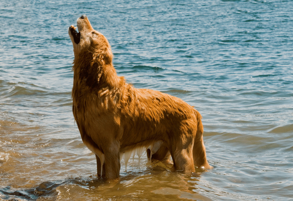 【琵琶湖】愛犬と行きたい、琵琶湖周辺でペット同伴OKな施設