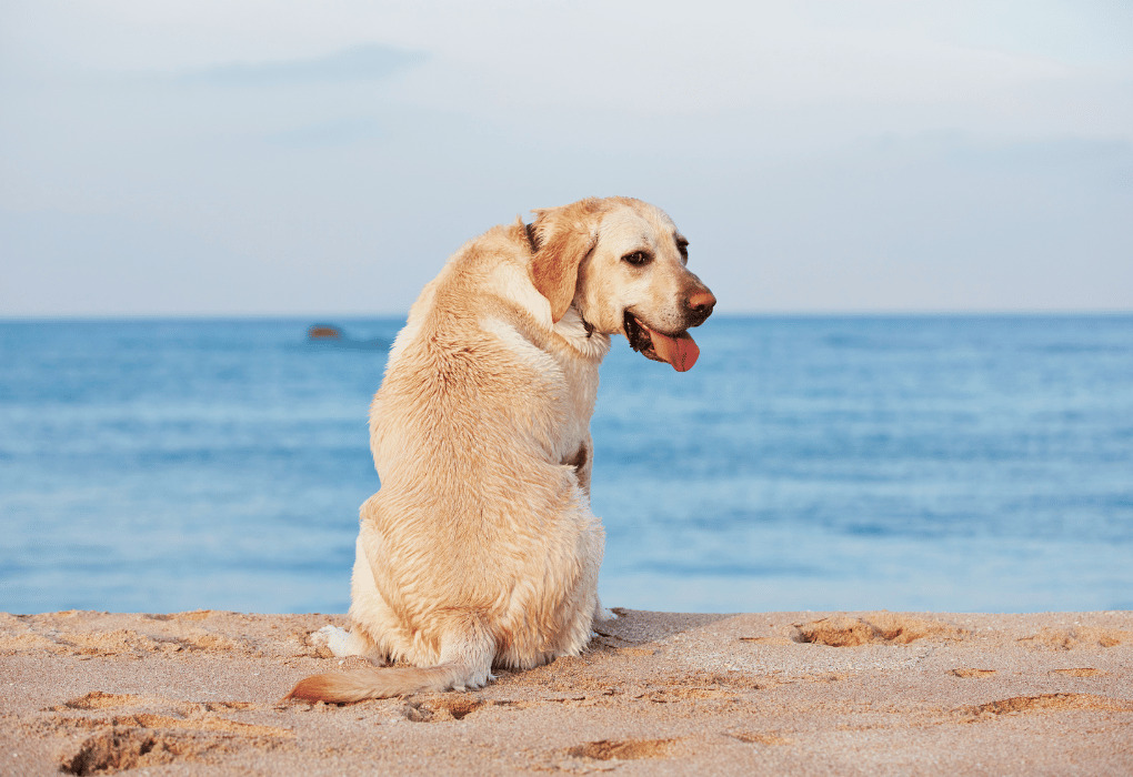 【房総エリア】愛犬との南房総旅行におすすめ、ペットと行ける観光スポット