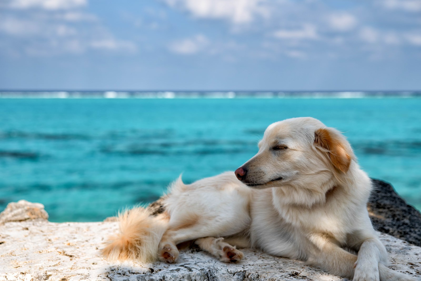 沖縄に愛犬と旅行に行く人必見！推し観光スポット5つ紹介