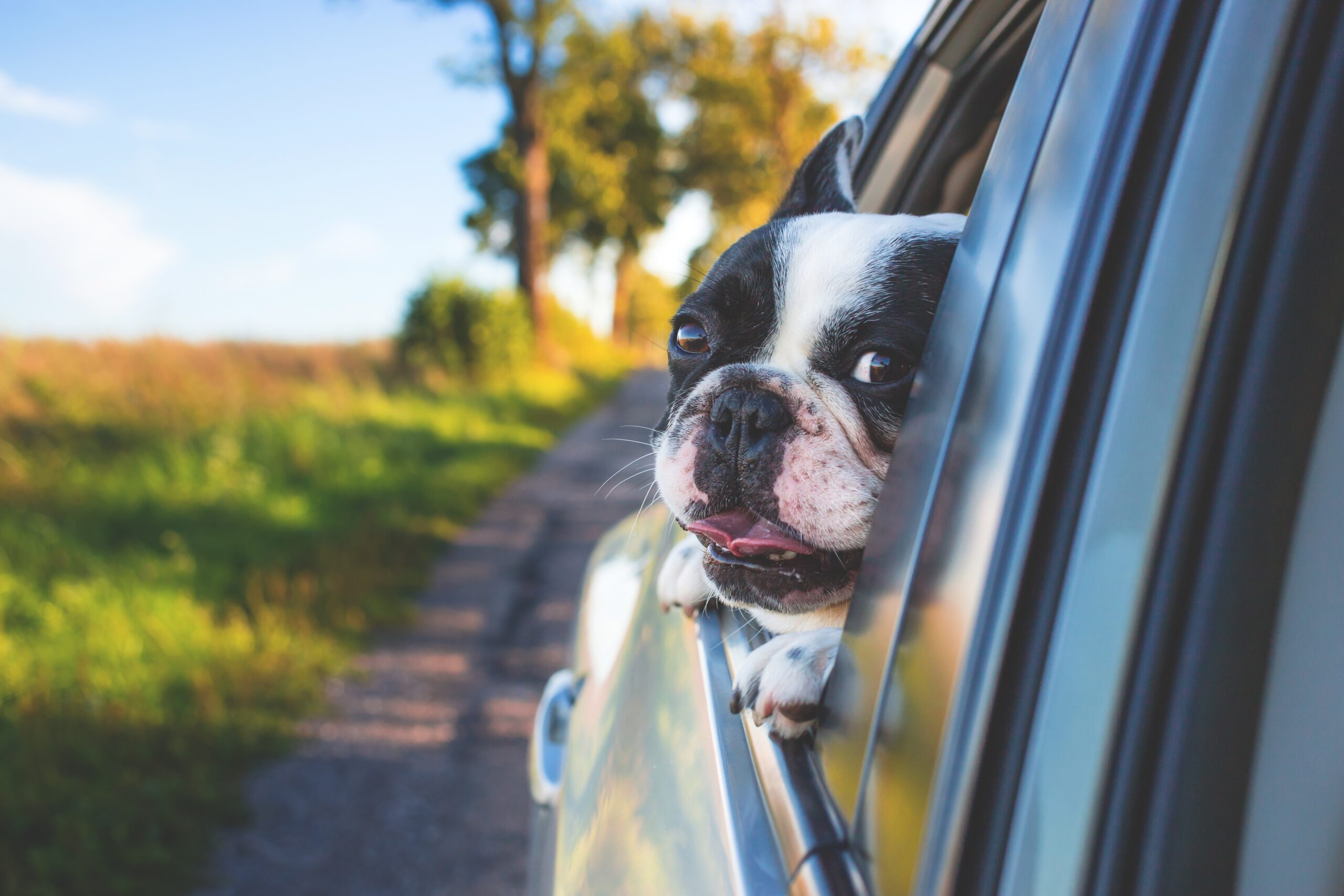 愛犬と長距離旅行に行きたい人必見！移動中で気をつけることは？