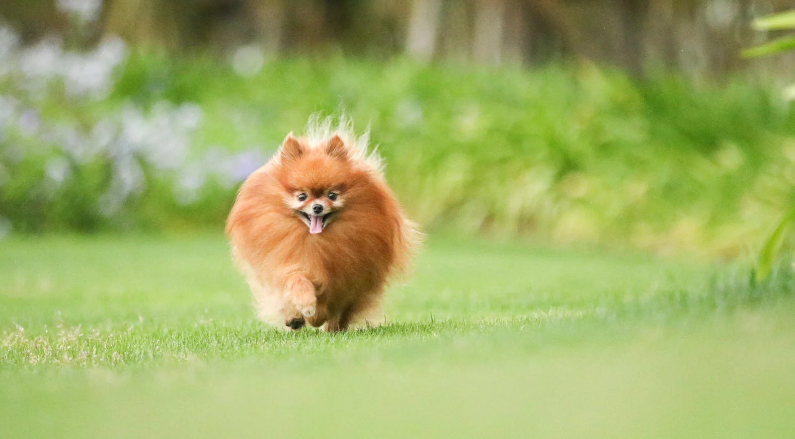 【東日本版】愛犬との旅行に必見！ドッグランのあるサービスエリア5つ紹介します